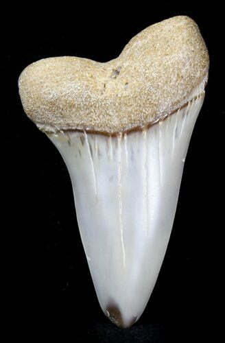 Fossil Mako Tooth - Maryland #29927
